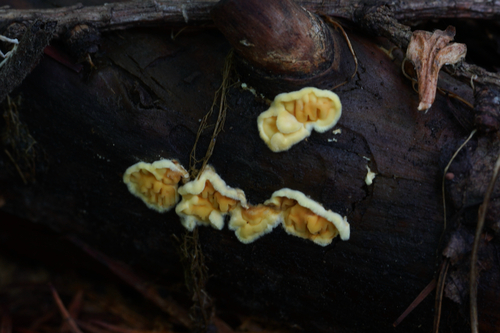 Pseudomerulius aureus