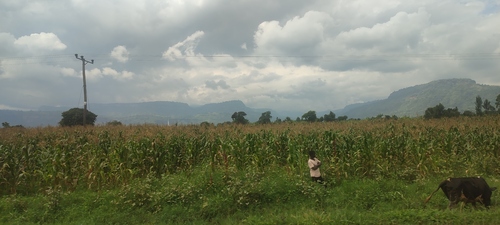 Maize