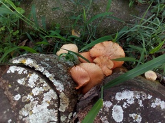 Agaricales