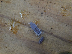 Porcellionides