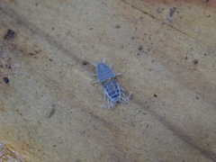Porcellionides