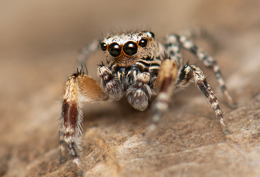 Habronattus geronimoi