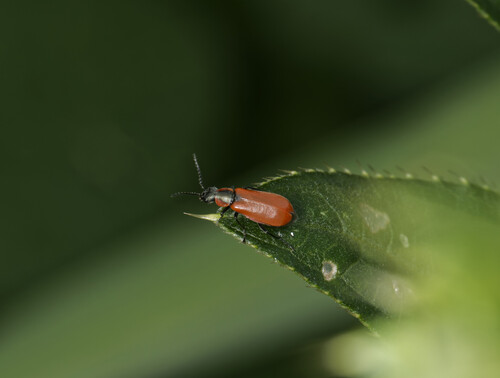 Red Malachite Beetle photo 5