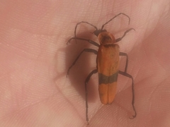 Chauliognathus togatus