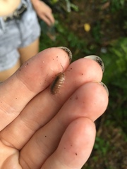 Porcellio laevis