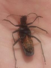 Chauliognathus togatus