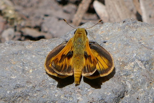 Hedone praeceps