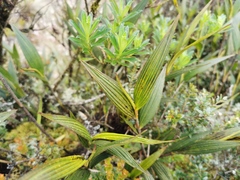 Elleanthus maculatus