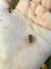 Porcellio laevis