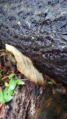 Trametes