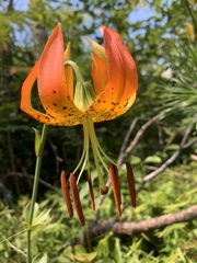 Lilium superbum