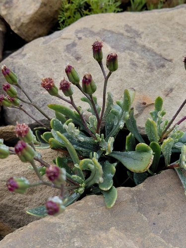 Broken Babooncabbage (Othonna retrofracta)