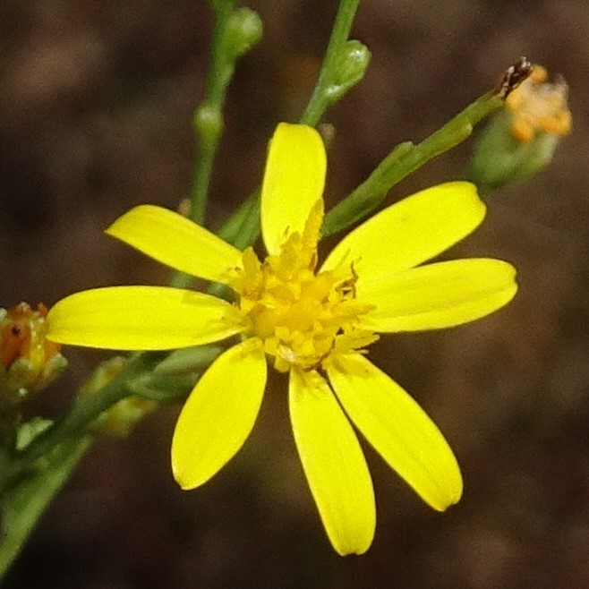 Asteroideae