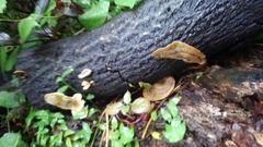 Trametes