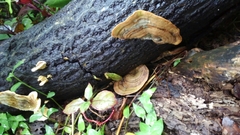 Trametes