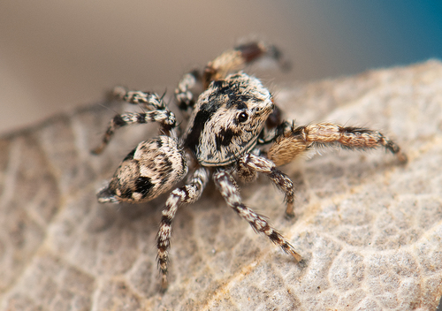 Habronattus geronimoi