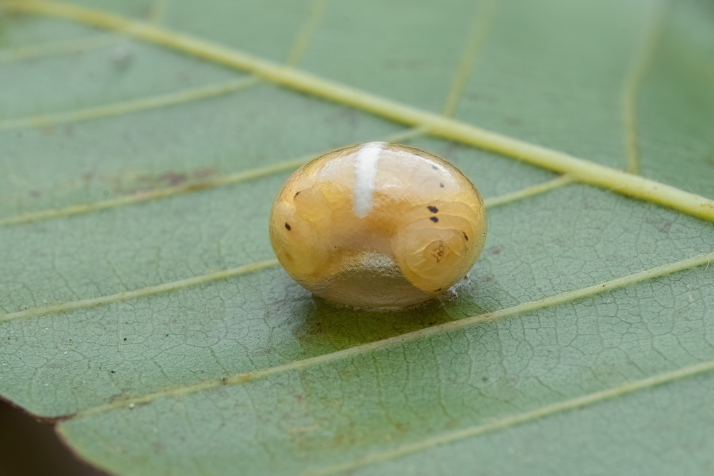Scenocharops flavipetiolus