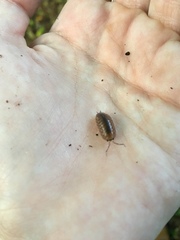 Porcellio laevis