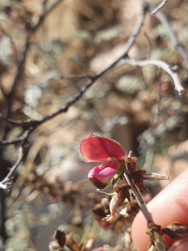 Silver Indigo (Indigofera leucotricha)