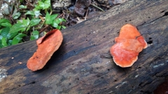 Trametes