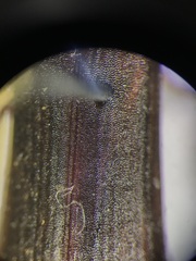 Serropalpus obsoletus