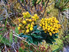 Monticalia andicola