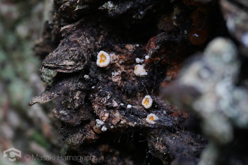 Lachnellula resinaria