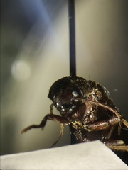 Serropalpus obsoletus