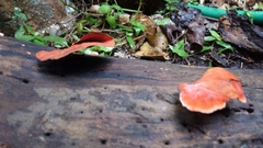 Trametes