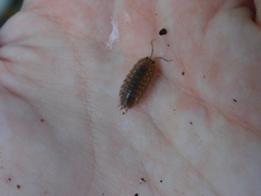 Porcellio laevis