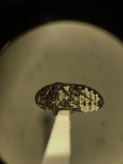 Dermestes undulatus