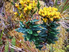 Monticalia andicola
