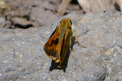 Polites vibex praeceps