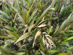 Elleanthus maculatus