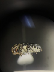 Dermestes undulatus