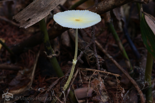 Leucocoprinus fragilissimus