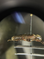 Serropalpus obsoletus