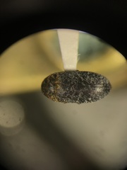 Dermestes undulatus