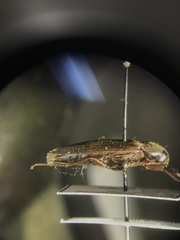 Serropalpus obsoletus