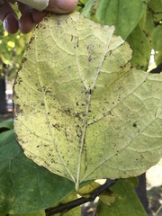 Gloeosporium catalpae