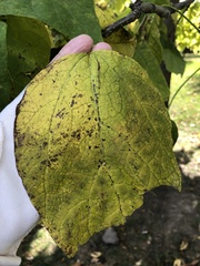 Gloeosporium catalpae