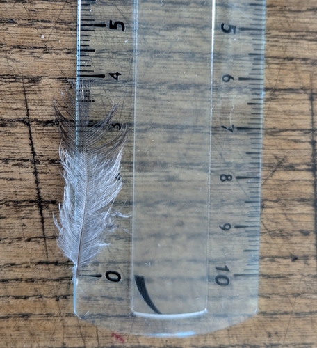 Plume de Merle noir