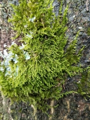 Amblystegium