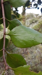 Peraxilla colensoi