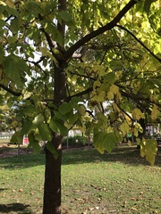 Gloeosporium catalpae