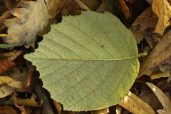 Phyllactinia guttata