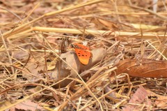 Acraea acrita acrita