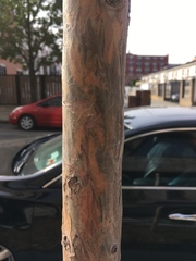 Taxodium distichum