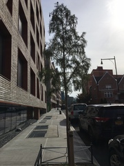 Taxodium distichum