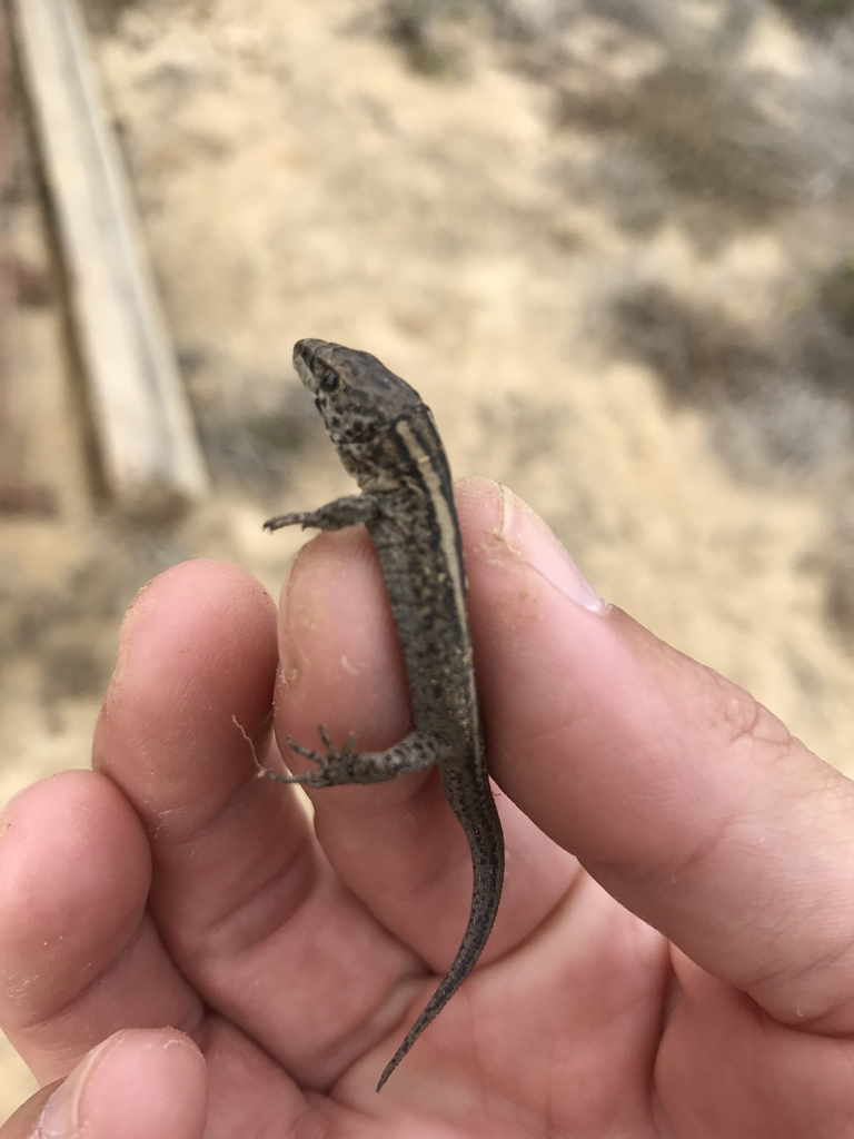 San Nicolas Night Lizard